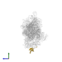 Small ribosomal subunit protein bS6 in PDB entry 5wnu, assembly 1, side view.