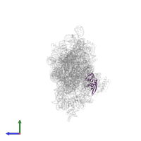 Small ribosomal subunit protein uS8 in PDB entry 5wnu, assembly 1, side view.