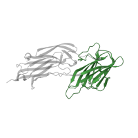 The deposited structure of PDB entry 5wtb contains 4 copies of Pfam domain PF10425 (C-terminus of bacterial fibrinogen-binding adhesin) in Serine-aspartate repeat-containing protein E. Showing 1 copy in chain D [auth C].