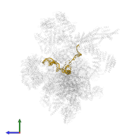 U6 snRNA in PDB entry 5yzg, assembly 1, side view.