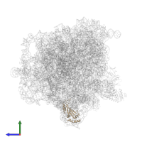 Large ribosomal subunit protein uL5 in PDB entry 5zep, assembly 1, side view.