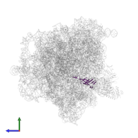 Large ribosomal subunit protein bL21 in PDB entry 5zep, assembly 1, side view.