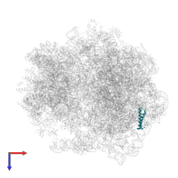 Large ribosomal subunit protein uL29 in PDB entry 5zep, assembly 1, top view.