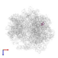 Large ribosomal subunit protein uL30 in PDB entry 5zep, assembly 1, top view.