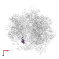 Small ribosomal subunit protein uS11 in PDB entry 5zep, assembly 1, top view.