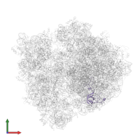 Large ribosomal subunit protein uL3 in PDB entry 5zlu, assembly 1, front view.