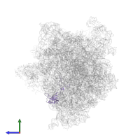 Large ribosomal subunit protein uL3 in PDB entry 5zlu, assembly 1, side view.