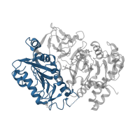 The deposited structure of PDB entry 6at2 contains 1 copy of CATH domain 3.40.449.10 (Phosphoenolpyruvate Carboxykinase; domain 1) in Phosphoenolpyruvate carboxykinase (ATP). Showing 1 copy in chain A.