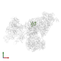 Small ribosomal subunit protein uS8 in PDB entry 6awb, assembly 1, front view.