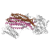 The deposited structure of PDB entry 6c3o contains 8 copies of Pfam domain PF00664 (ABC transporter transmembrane region) in ATP-binding cassette sub-family C member 8. Showing 2 copies in chain E.