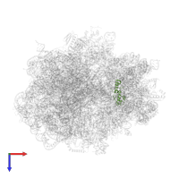 Small ribosomal subunit protein uS13 in PDB entry 6c4i, assembly 1, top view.