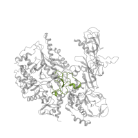 The deposited structure of PDB entry 6cnc contains 1 copy of Pfam domain PF04565 (RNA polymerase Rpb2, domain 3) in DNA-directed RNA polymerase III subunit RPC2. Showing 1 copy in chain B.