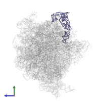 5S ribosomal RNA in PDB entry 6dnc, assembly 1, side view.