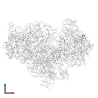 50S ribosomal protein L31 in PDB entry 6dzk, assembly 1, front view.