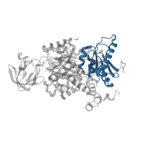 The deposited structure of PDB entry 6ech contains 4 copies of Pfam domain PF02887 (Pyruvate kinase, alpha/beta domain) in Pyruvate kinase PKLR. Showing 1 copy in chain A.