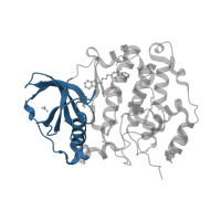 The deposited structure of PDB entry 6ehk contains 1 copy of CATH domain 3.30.200.20 (Phosphorylase Kinase; domain 1) in Casein kinase II subunit alpha. Showing 1 copy in chain A.