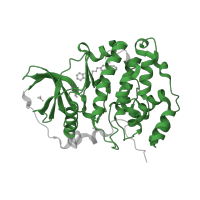 The deposited structure of PDB entry 6ehk contains 1 copy of Pfam domain PF00069 (Protein kinase domain) in Casein kinase II subunit alpha. Showing 1 copy in chain A.