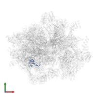 Large ribosomal subunit protein bL35m in PDB entry 6gaw, assembly 1, front view.