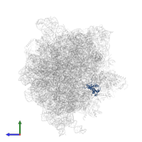 Large ribosomal subunit protein uL13 in PDB entry 6gxm, assembly 1, side view.