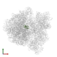 Large ribosomal subunit protein uL16 in PDB entry 6gxm, assembly 1, front view.