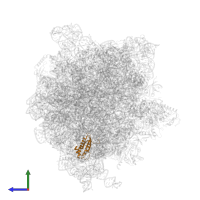 Large ribosomal subunit protein bL17 in PDB entry 6gxm, assembly 1, side view.