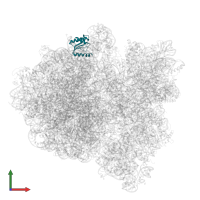 Large ribosomal subunit protein uL18 in PDB entry 6gxm, assembly 1, front view.