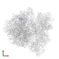 Large ribosomal subunit protein bL27 in PDB entry 6gxm, assembly 1, front view.