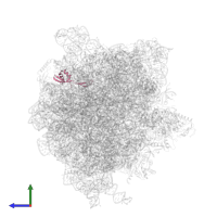 Large ribosomal subunit protein bL28 in PDB entry 6gxm, assembly 1, side view.