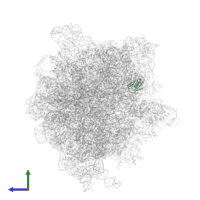 Large ribosomal subunit protein uL30 in PDB entry 6gxm, assembly 1, side view.