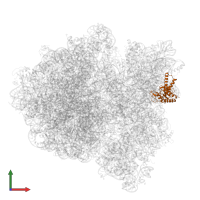 Small ribosomal subunit protein uS2 in PDB entry 6gxm, assembly 1, front view.