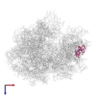 Small ribosomal subunit protein uS4 in PDB entry 6gxm, assembly 1, top view.