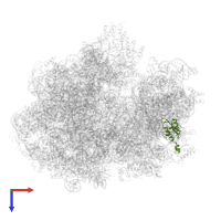 Small ribosomal subunit protein uS5 in PDB entry 6gxm, assembly 1, top view.