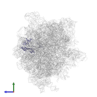 Large ribosomal subunit protein uL2 in PDB entry 6gxm, assembly 1, side view.