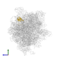 Small ribosomal subunit protein uS11 in PDB entry 6gxm, assembly 1, side view.