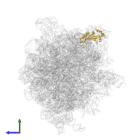 Large ribosomal subunit protein uL5 in PDB entry 6gxm, assembly 1, side view.