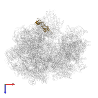 Large ribosomal subunit protein uL6 in PDB entry 6gxm, assembly 1, top view.