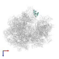 Large ribosomal subunit protein uL11 in PDB entry 6gxm, assembly 1, top view.