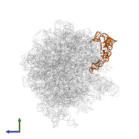 5S ribosomal RNA in PDB entry 6gxo, assembly 1, side view.