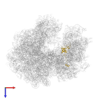 Small ribosomal subunit protein uS12 in PDB entry 6gxp, assembly 1, top view.