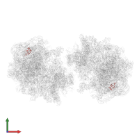 Large ribosomal subunit protein uL23 in PDB entry 6gzx, assembly 1, front view.