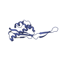 The deposited structure of PDB entry 6ha1 contains 1 copy of Pfam domain PF00237 (Ribosomal protein L22p/L17e) in Large ribosomal subunit protein uL22. Showing 1 copy in chain Q [auth S].