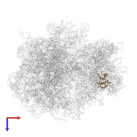 Small ribosomal subunit protein uS8 in PDB entry 6hrm, assembly 1, top view.