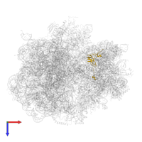 Small ribosomal subunit protein uS12 in PDB entry 6hrm, assembly 1, top view.