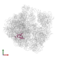 Large ribosomal subunit protein uL3 in PDB entry 6hrm, assembly 1, front view.