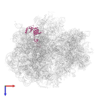 Large ribosomal subunit protein uL3 in PDB entry 6hrm, assembly 1, top view.