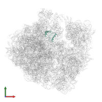 Large ribosomal subunit protein uL10 in PDB entry 6hrm, assembly 1, front view.