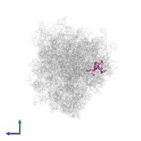 Large ribosomal subunit protein eL15 in PDB entry 6ip6, assembly 1, side view.