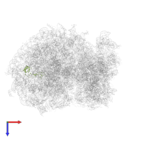 Large ribosomal subunit protein eL32 in PDB entry 6ip6, assembly 1, top view.