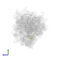 Small ribosomal subunit protein eS17 in PDB entry 6ip6, assembly 1, side view.