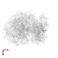 Small ribosomal subunit protein uS10 in PDB entry 6ip6, assembly 1, top view.